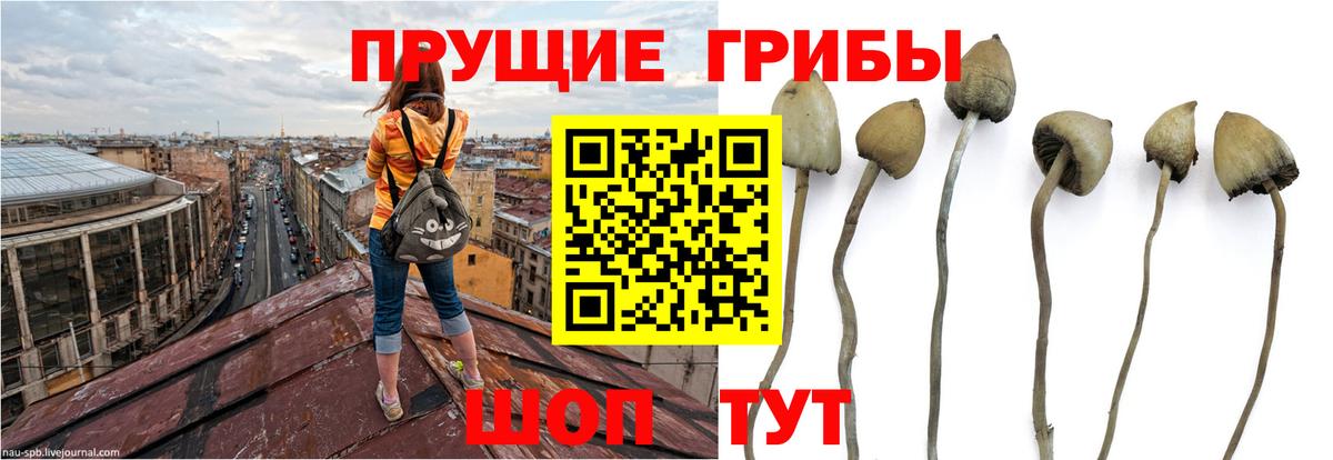 Галлюциногенные грибы Magic Shrooms  Вход с VPN  Псилоцибиновые грибы мухоморы  Избербаш 